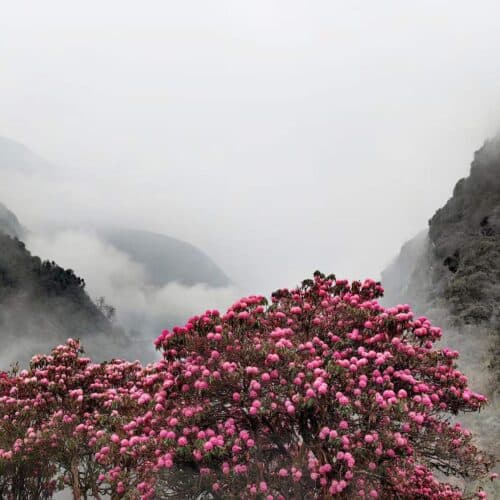 Rhododendron forest along the Ghorepani Poon Hill trekking trail