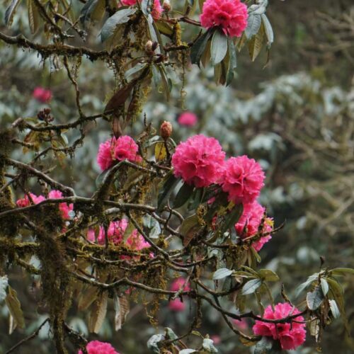 Rhododendron forest along the Ghorepani Poon Hill trekking trail