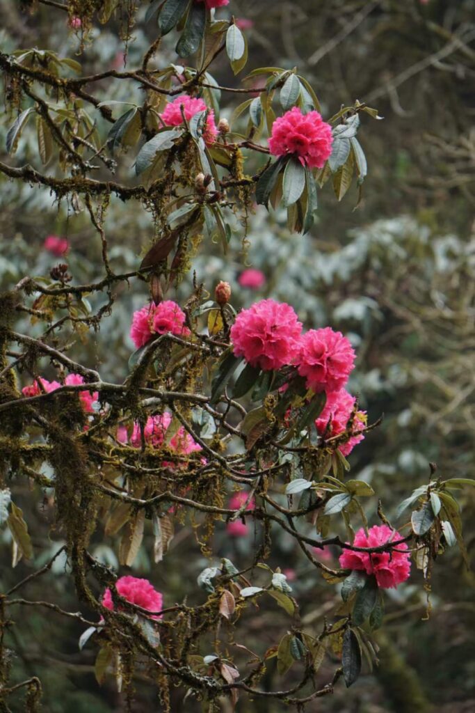 Rhododendron forest along the Ghorepani Poon Hill trekking trail